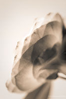 Whispering Fragrance